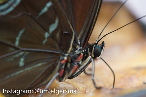 Blue Morpho Butterfly Shot in a butterfly conservatory in Cambridge, ON, Canada. Animal,Butterfly,Helenor Morpho,Insect,Macro,Morpho helenor