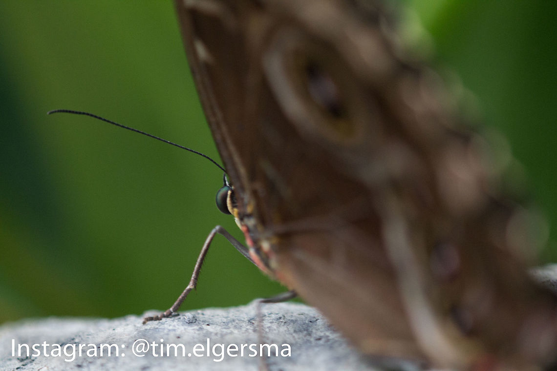 Helenor Morpho Butterfly Taken at a butterfly conservatory in Cambridge, ON. Animal,Butterfly,Helenor Morpho,Insect,Macro,Morpho helenor