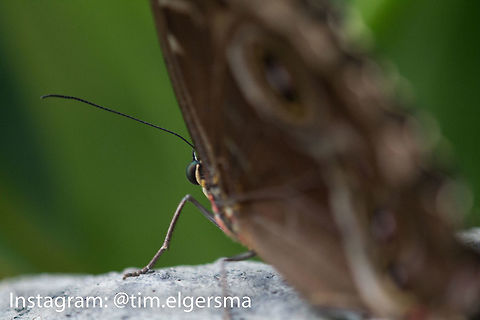 Helenor Morpho Butterfly Taken at a butterfly conservatory in Cambridge, ON. Animal,Butterfly,Helenor Morpho,Insect,Macro,Morpho helenor
