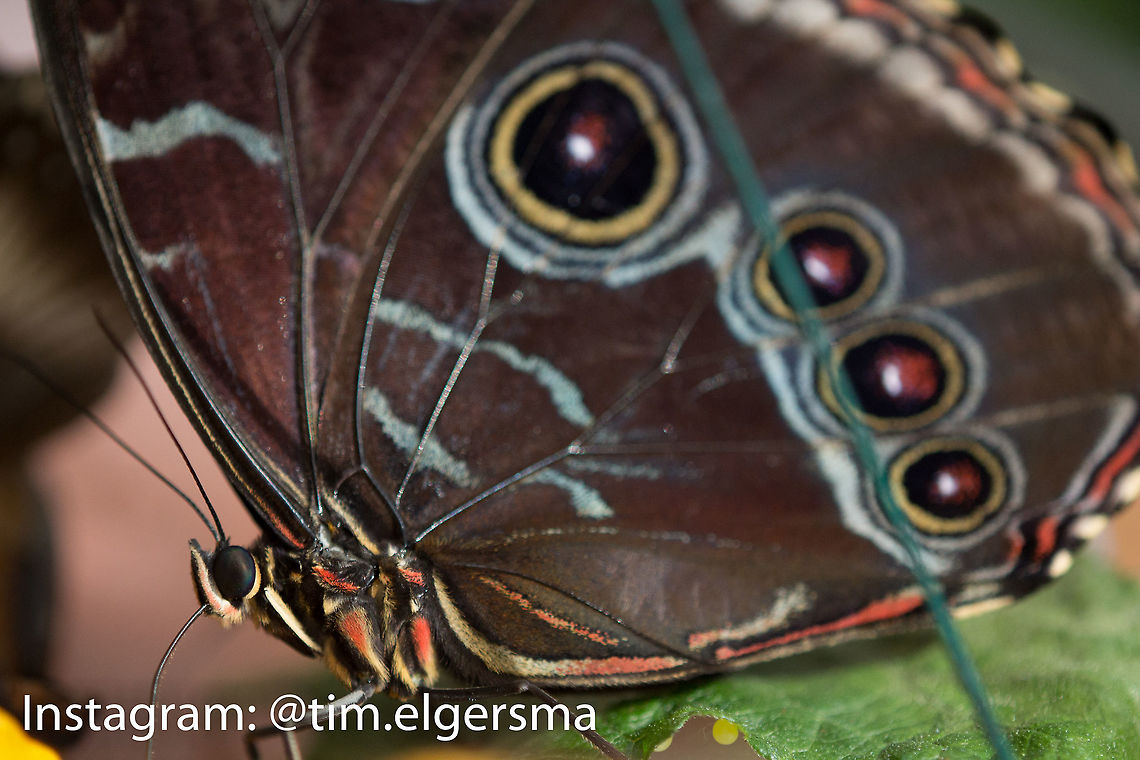 Helenor Morpho Side Profile Taken at a butterfly conservatory in Cambridge, ON. Animal,Butterfly,Helenor Morpho,Insect,Macro,Morpho helenor