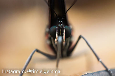 Blue Morpho Front Close Up Taken at a butterfly conservatory in Cambridge, ON. 1:1 Macro.  Animal,Butterfly,Helenor Morpho,Insect,Macro,Morpho helenor