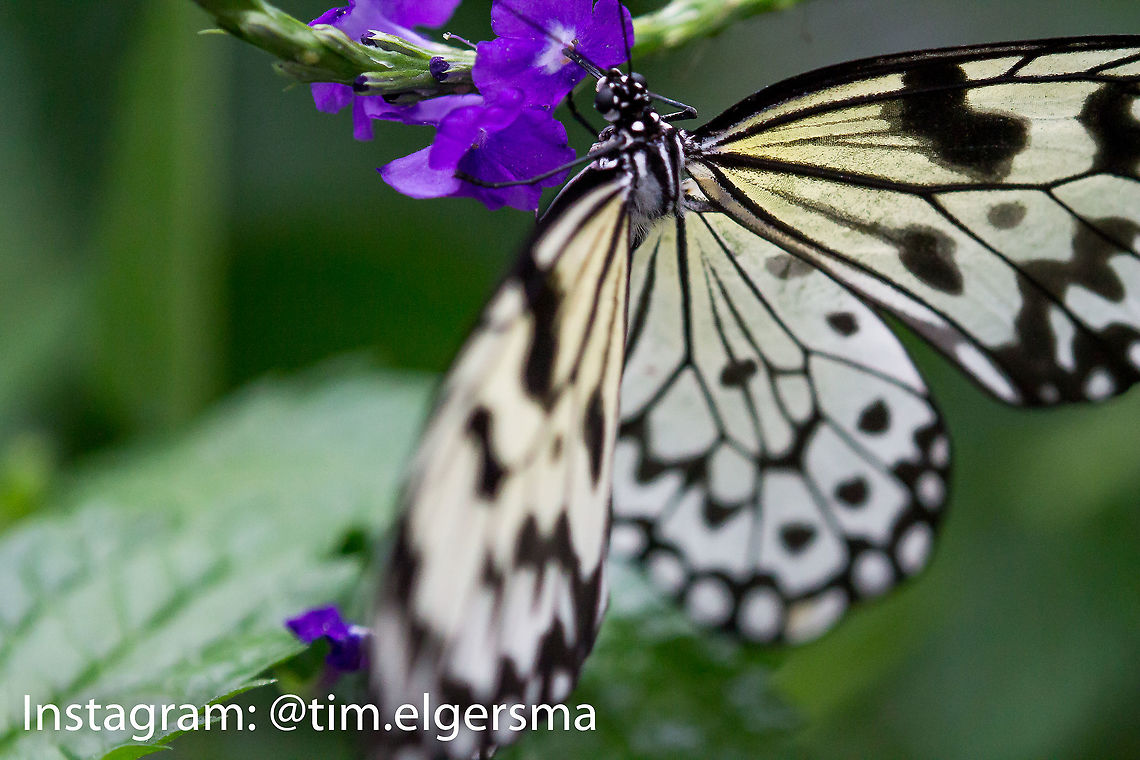Butterfly I have no idea what butterfly this is. <br />
Taken at a butterfly conservatory in Cambridge, ON. Animal,Butterfly,Idea leuconoe,Insect,Macro,Paper Kite