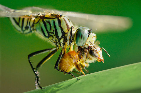 Lunch  Dragonfly,Geotagged,Indonesia,Insect,Macro,Nature,Wildlife,animalia,anisoptera,biodiversity,insects,libellulidae,odonata