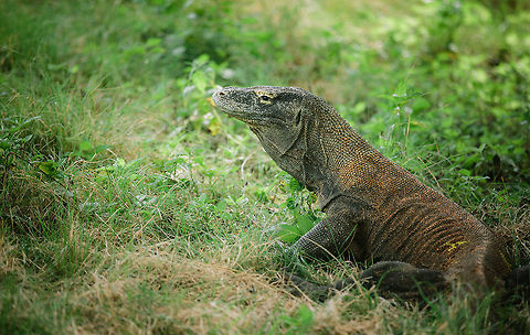 Komodo Dragon  Geotagged,Indonesia,Komodo Dragon,Komodo dragon,Labuan Bajo,Nature,Nusa Tenggara,Rinca Island,Varanus komodoensis,Wildlife
