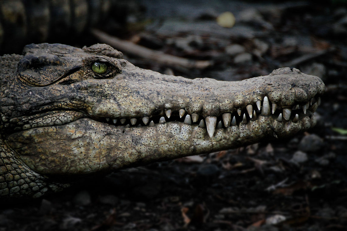 crocodile teeth  Close up,Crocodile,Crocodylus johnsoni,Freshwater Crocodile,Geotagged,Indonesia,Mouth,Wildlife