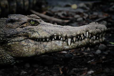 crocodile teeth  Close up,Crocodile,Crocodylus johnsoni,Freshwater Crocodile,Geotagged,Indonesia,Mouth,Wildlife