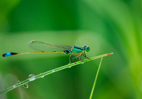 Dragonfly and water droplet  Damselfly,Geotagged,Indonesia,Ischnura senegalensis,Nature,Water droplet,wildlife