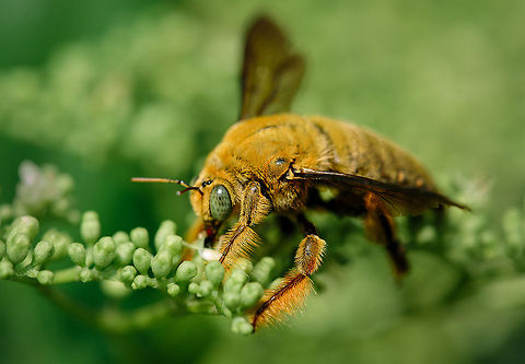 Bee  Bee,Geotagged,Indonesia,Insect,Macro,Nature,Wildlife