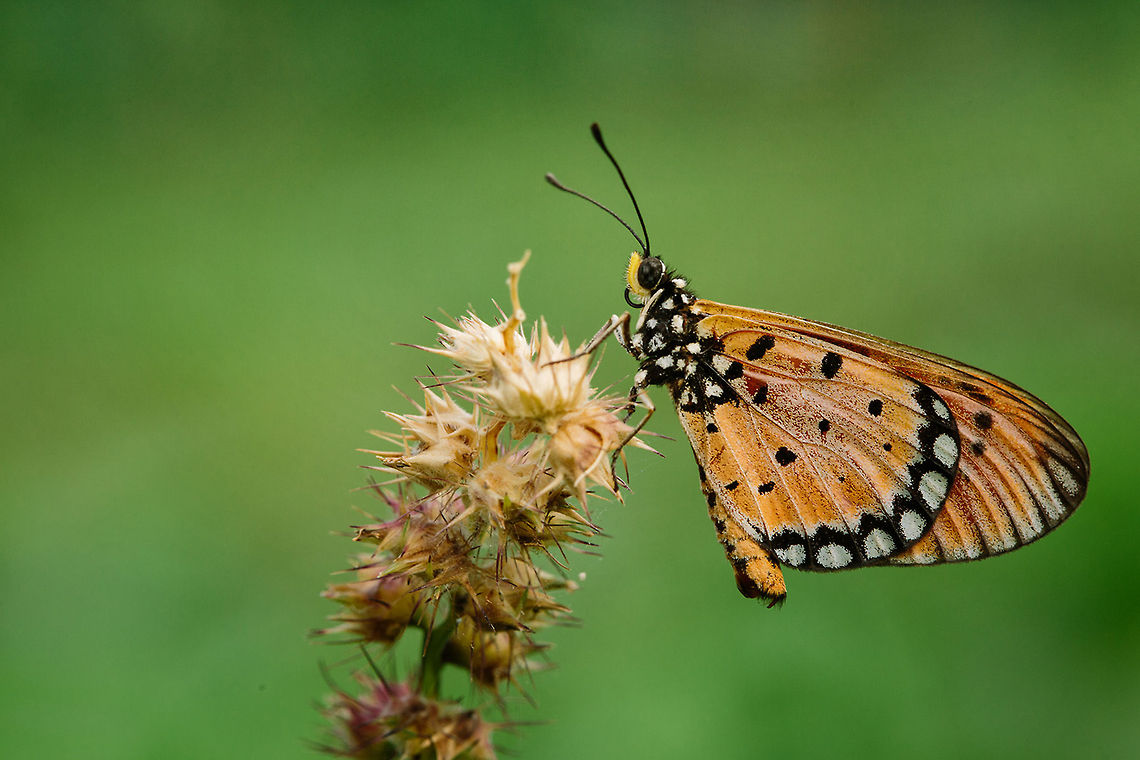 Perch  Acraea terpsicore,Geotagged,Indonesia,Tawny Coster,butterfly,macro,macro insect,nature,wildlife