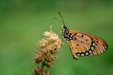 Perch  Acraea terpsicore,Geotagged,Indonesia,Tawny Coster,butterfly,macro,macro insect,nature,wildlife