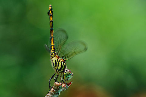 Landing  Dragonfly,Geotagged,Indonesia,Macro,Potamarcha congener,Wildlife,Yellow-tailed Ashy Skimmer,nature