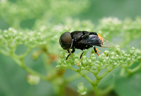 Big Head  Geotagged,Indonesia,Insect,Macro,Phytomia chrysopyga,Wildlife,nature