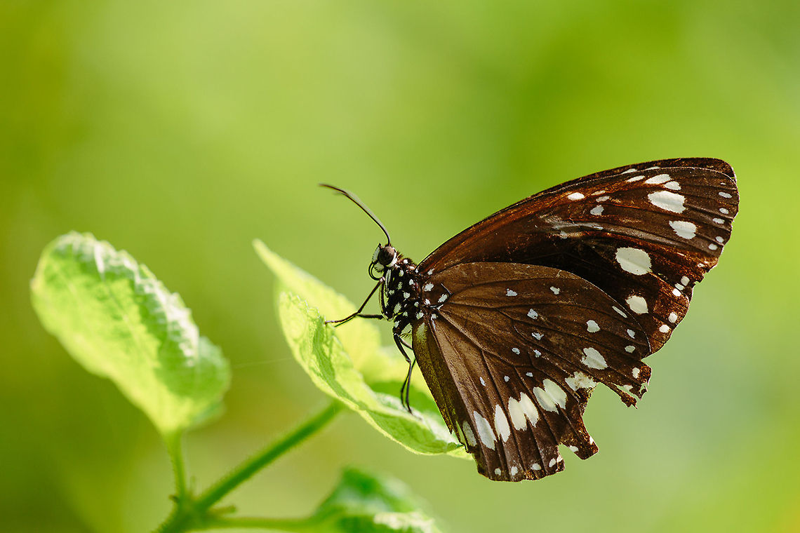 Broken Wing  Black Butterfly,Butterfly,Common Crow,Common Crow Butterfly,Euploea core,Geotagged,Indonesia,Macro Butterfly,Macro Insect,Nature