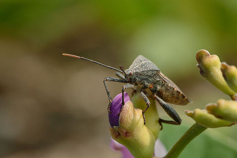 I am not an alien  Bugs,Geotagged,Indonesia,Macro,Mictis profana,Nature,Squash Bugs,Wildlife,crusader bug,holy cross bug