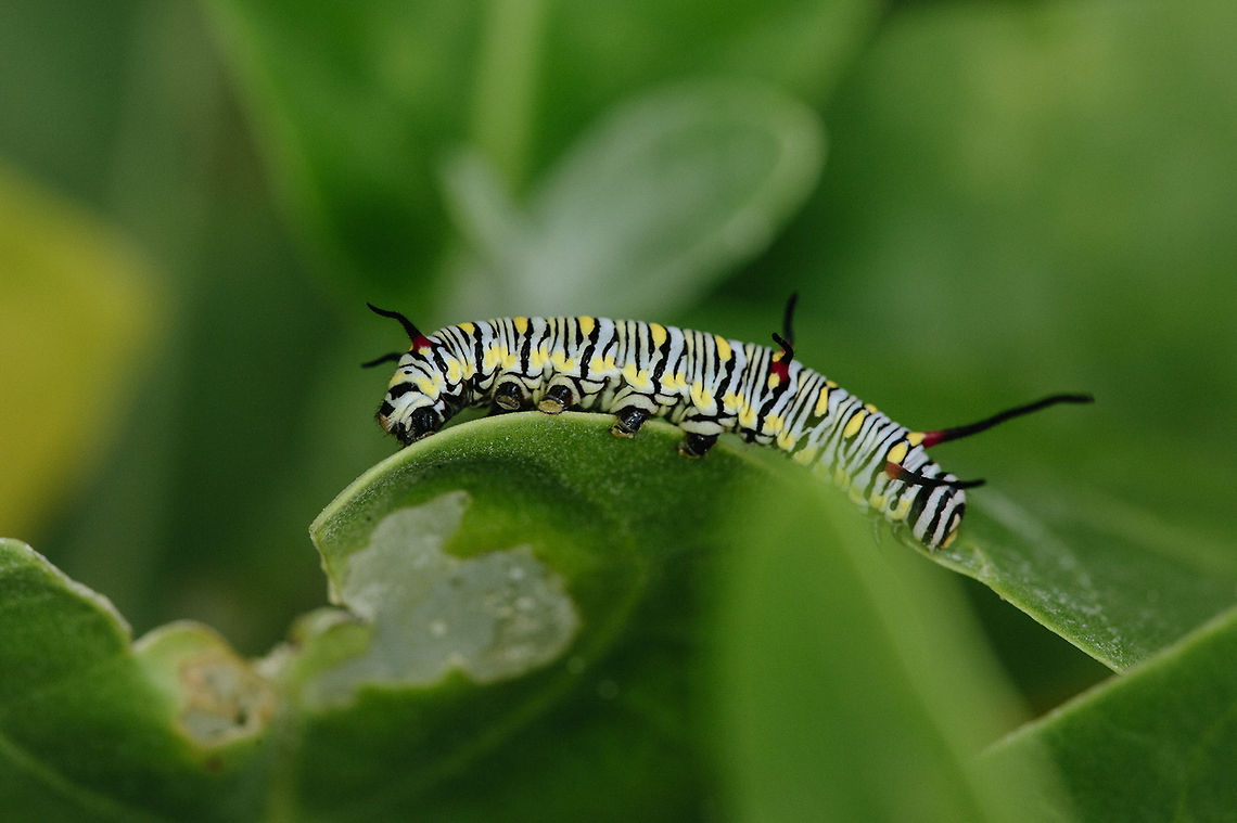 Time to Eat  African Monarch,Danaus chrysippus,Geotagged,Indonesia,Macro,Monarch,Nature,wildlife