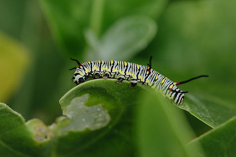 Time to Eat  African Monarch,Danaus chrysippus,Geotagged,Indonesia,Macro,Monarch,Nature,wildlife