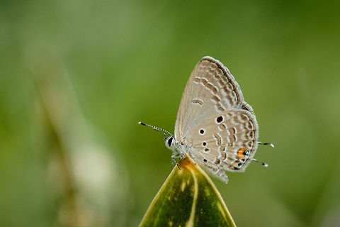 The tip of the leaf  Butterfly,Chilades pandava,Geotagged,Indonesia,Macro,Plains Cupid,nature