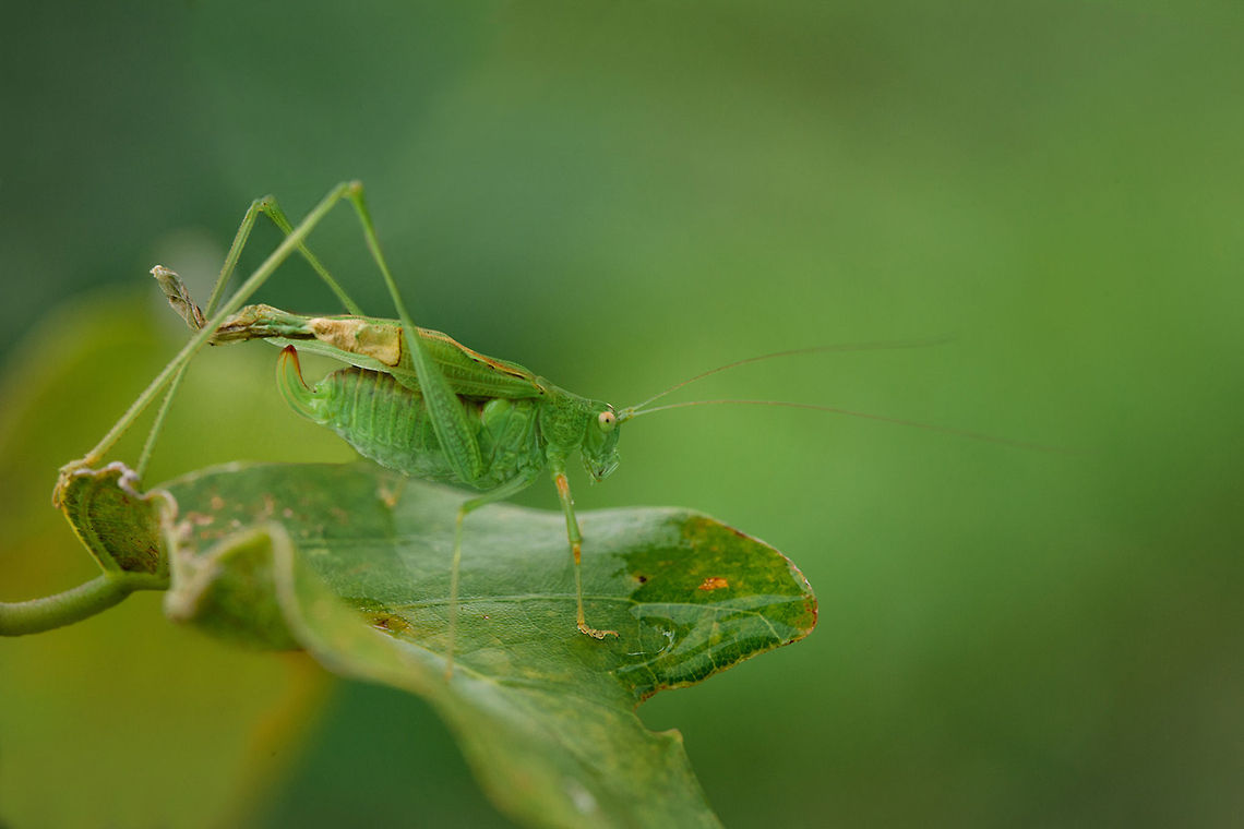 New Born  Geotagged,Indonesia,Macro,Nature,grasshopper,wildlife