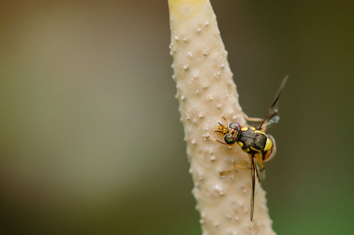 Small Hoverfly  Hoverfly,Macro,Nature,Serangga,Xanthogramma pedissequum