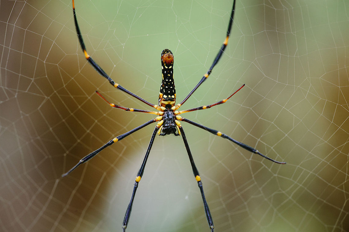 This my chest  Indonesia,Macro,Nature,Nephila pilipes,Spider