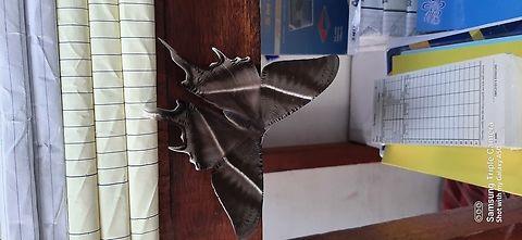 20250613_085317  Lyssa zampa,Tropical swallowtail moth