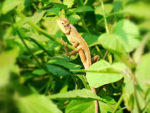 Calotes Versicolor Found in many regions in India. It is a type of a Reptile ! Calotes versicolor,Geotagged,India,Mumbai,Oriental Garden Lizard,india