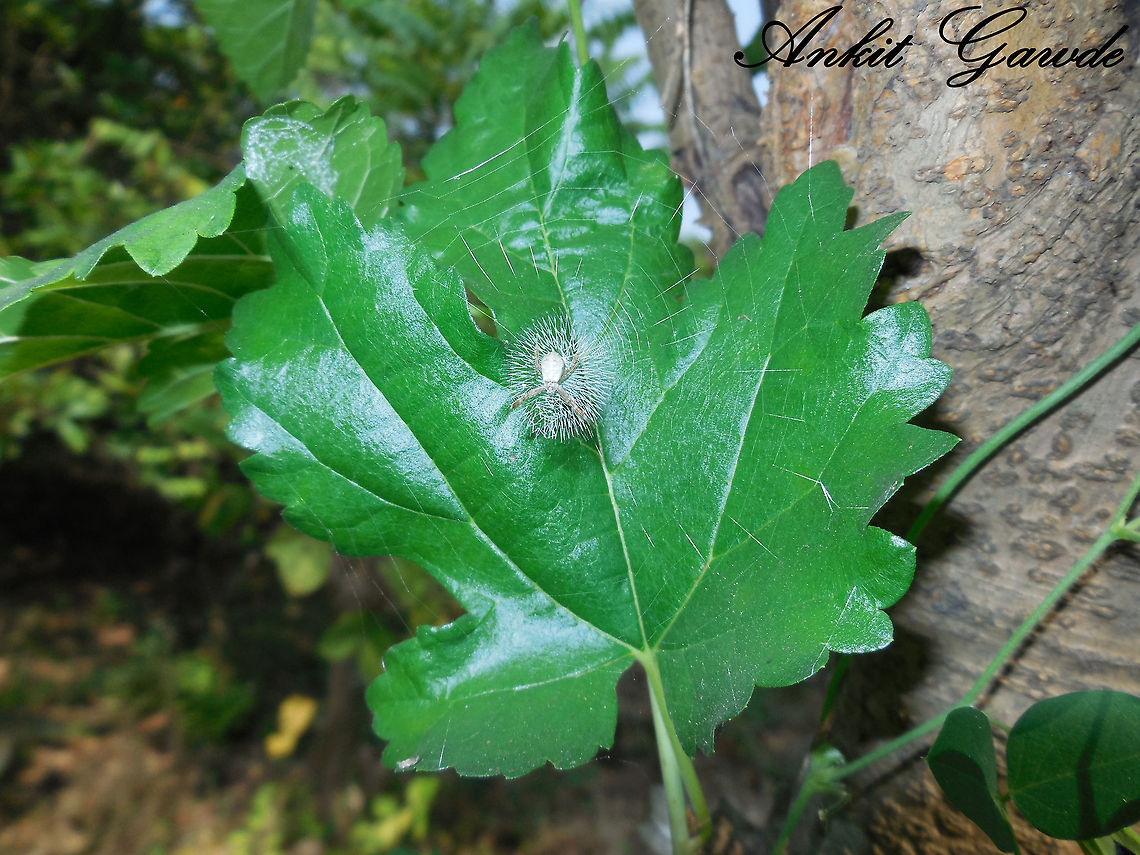 Craafty Spidey Nicely stitched web Argiope,Geotagged,India,Mumbai,Spider,insect,spider web