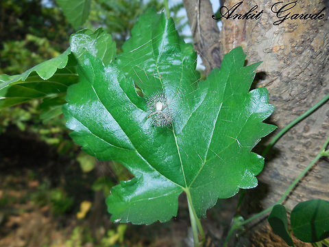 Craafty Spidey Nicely stitched web Argiope,Geotagged,India,Mumbai,Spider,insect,spider web