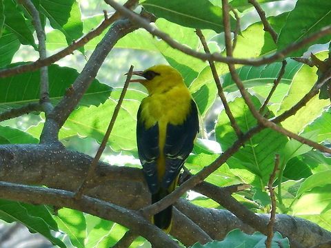 Indian Golden Oriole Nice Yellow Coloured Bird With A sweet Melodious Chirp Geotagged,India,Indian golden oriole,Oriolus kundoo,bird