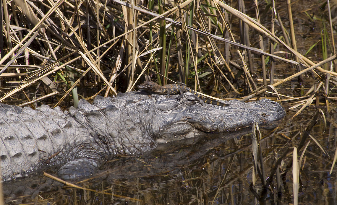 Mother's Love This photo was taken on a weekend trip with my three-year-old son to Ravenel, SC. This is at Caw Caw County Park, best $1 admission I&#039;ve ever paid! Alligator mississippiensis,American Alligator,Geotagged,United States,alligators,south carolina