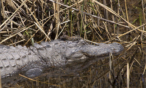 Mother's Love This photo was taken on a weekend trip with my three-year-old son to Ravenel, SC. This is at Caw Caw County Park, best $1 admission I've ever paid! Alligator mississippiensis,American Alligator,Geotagged,United States,alligators,south carolina