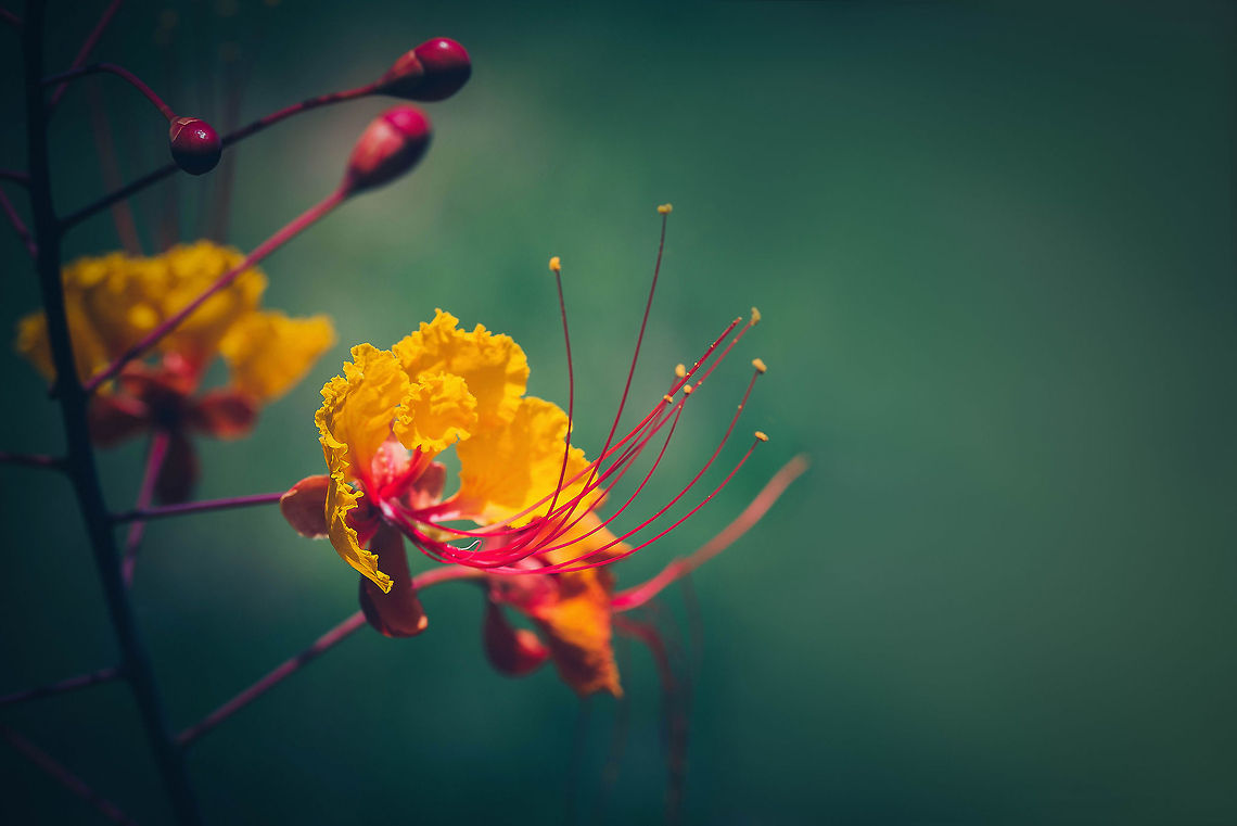 Red Bird of Paradise - flower closeup  Caesalpinia pulcherrima,Red Bird of Paradise