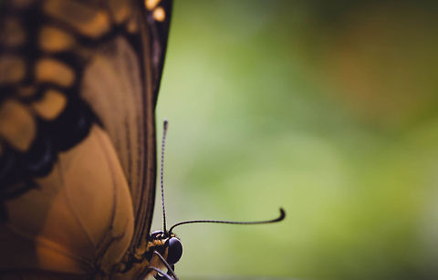 Butterfly looking into the unknown  Giant Swallowtail,Papilio cresphontes