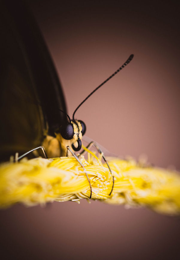 Overcoming hurdles  Giant Swallowtail,Papilio cresphontes
