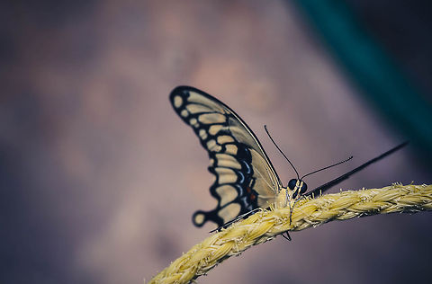 Hanging around  Giant Swallowtail,Papilio cresphontes