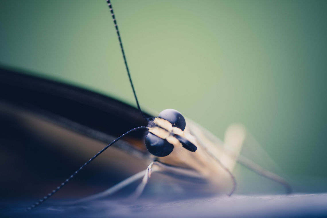Intrigued Butterfly  Giant Swallowtail,Papilio cresphontes