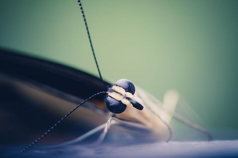 Intrigued Butterfly  Giant Swallowtail,Papilio cresphontes