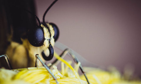 Butterfly ready to pounce  Giant Swallowtail,Papilio cresphontes