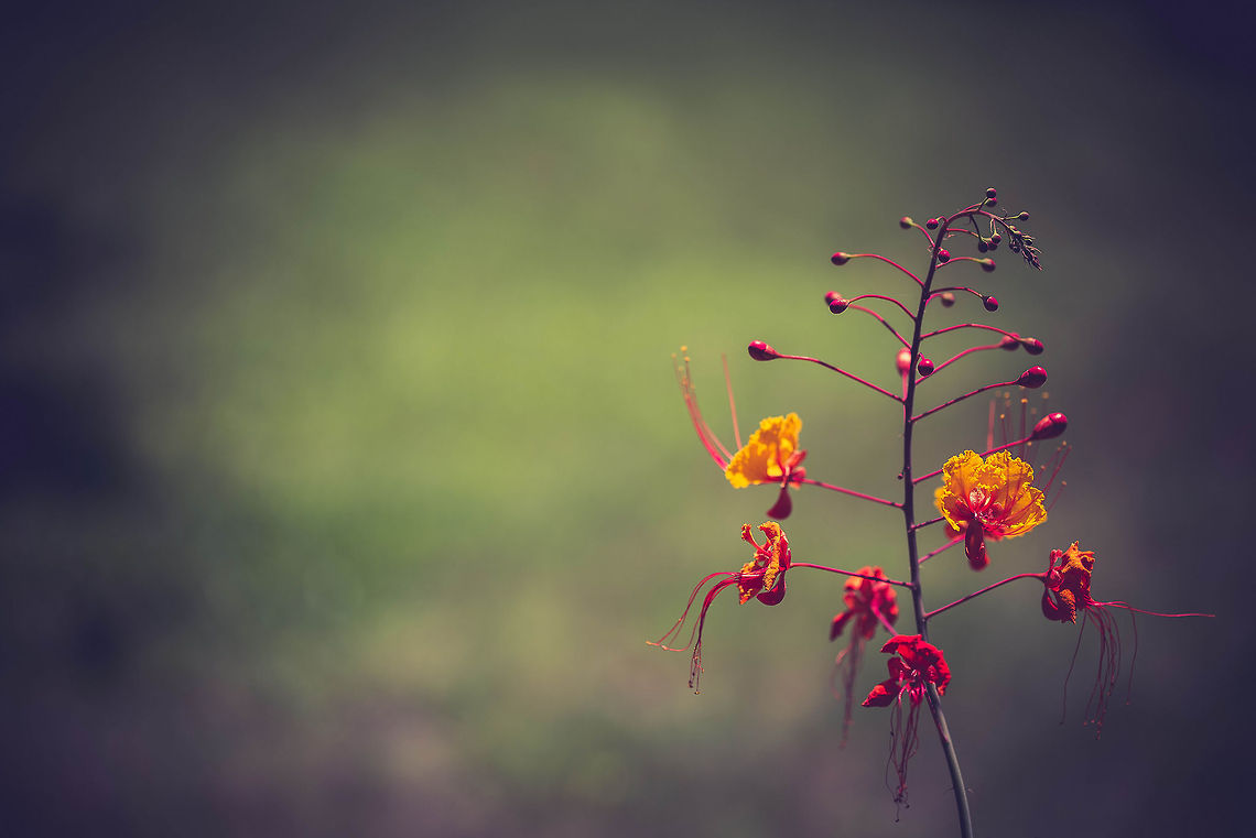 Red Bird of Paradise  Caesalpinia pulcherrima,Red Bird of Paradise