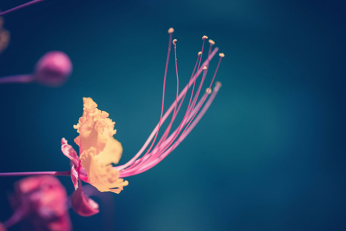 Red Bird of Paradise flower closeup II  Caesalpinia pulcherrima,Red Bird of Paradise
