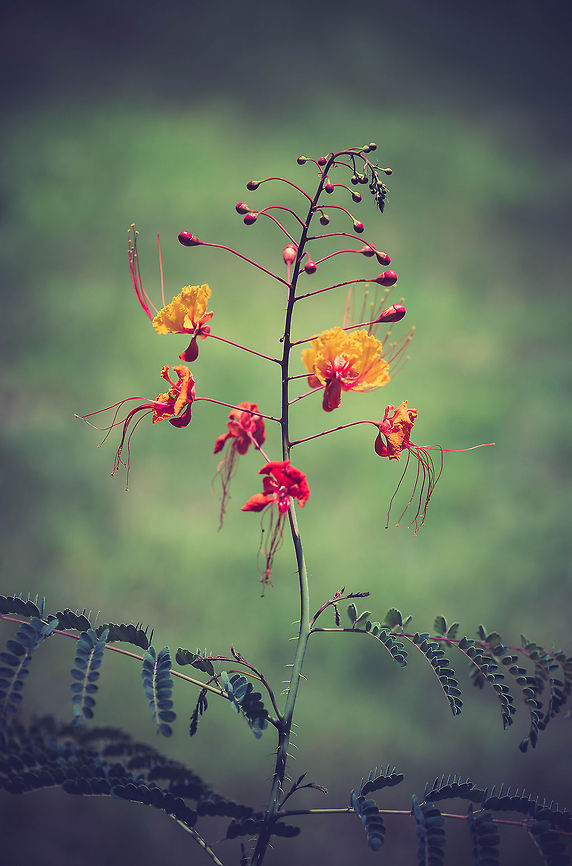 DSC_1284  Caesalpinia pulcherrima,Red Bird of Paradise