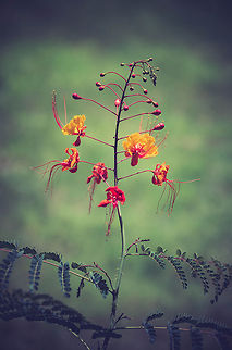 DSC_1284  Caesalpinia pulcherrima,Red Bird of Paradise