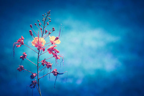 Red Bird of Paradise  Caesalpinia pulcherrima,Red Bird of Paradise