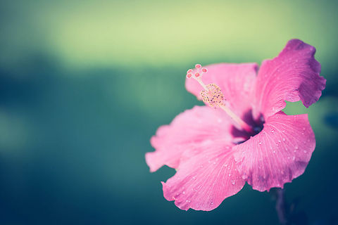 Hibiscus  Chinese hibiscus,Hibiscus rosa-sinensis