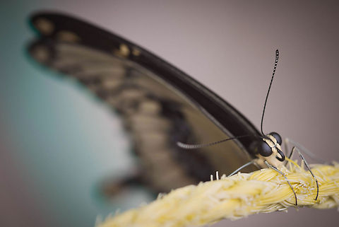 Giant swallowtail  Geotagged,Giant Swallowtail,Papilio cresphontes,United States