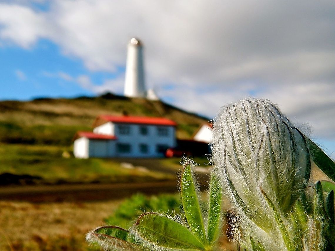 Lighthouse behind flower, Iceland  Geotagged,Iceland