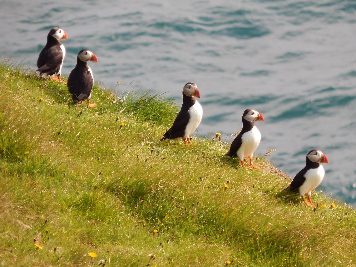 Puffins at the Westman Islands  Atlantic Puffin,Fratercula arctica,Geotagged,Iceland