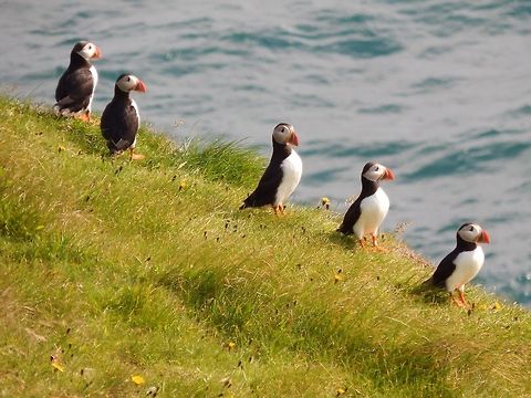 Puffins at the Westman Islands  Atlantic Puffin,Fratercula arctica,Geotagged,Iceland