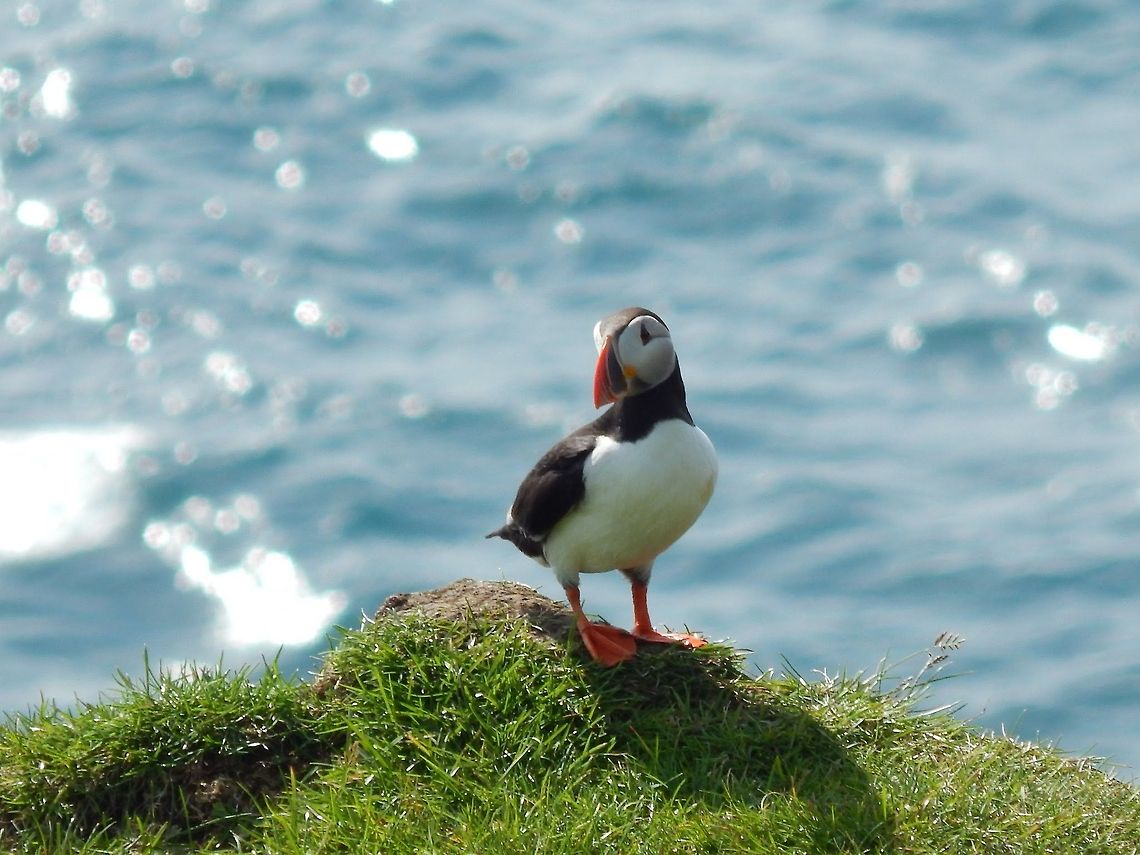 Atlantic Puffin  Atlantic Puffin,Fratercula arctica