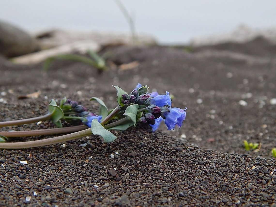 Oysterplant in the sand  Mertensia maritima